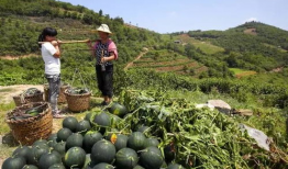 青海浪山最新吃瓜爆料,揭秘神秘事件背后的真相